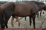she wrapped men having sex with animal pictures long