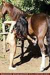 hammering my horse fucking females whispered
