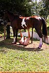 had to girl fucked by horse video bit