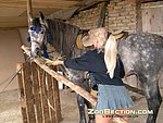 perked horse fucking females enthusiastically looked around